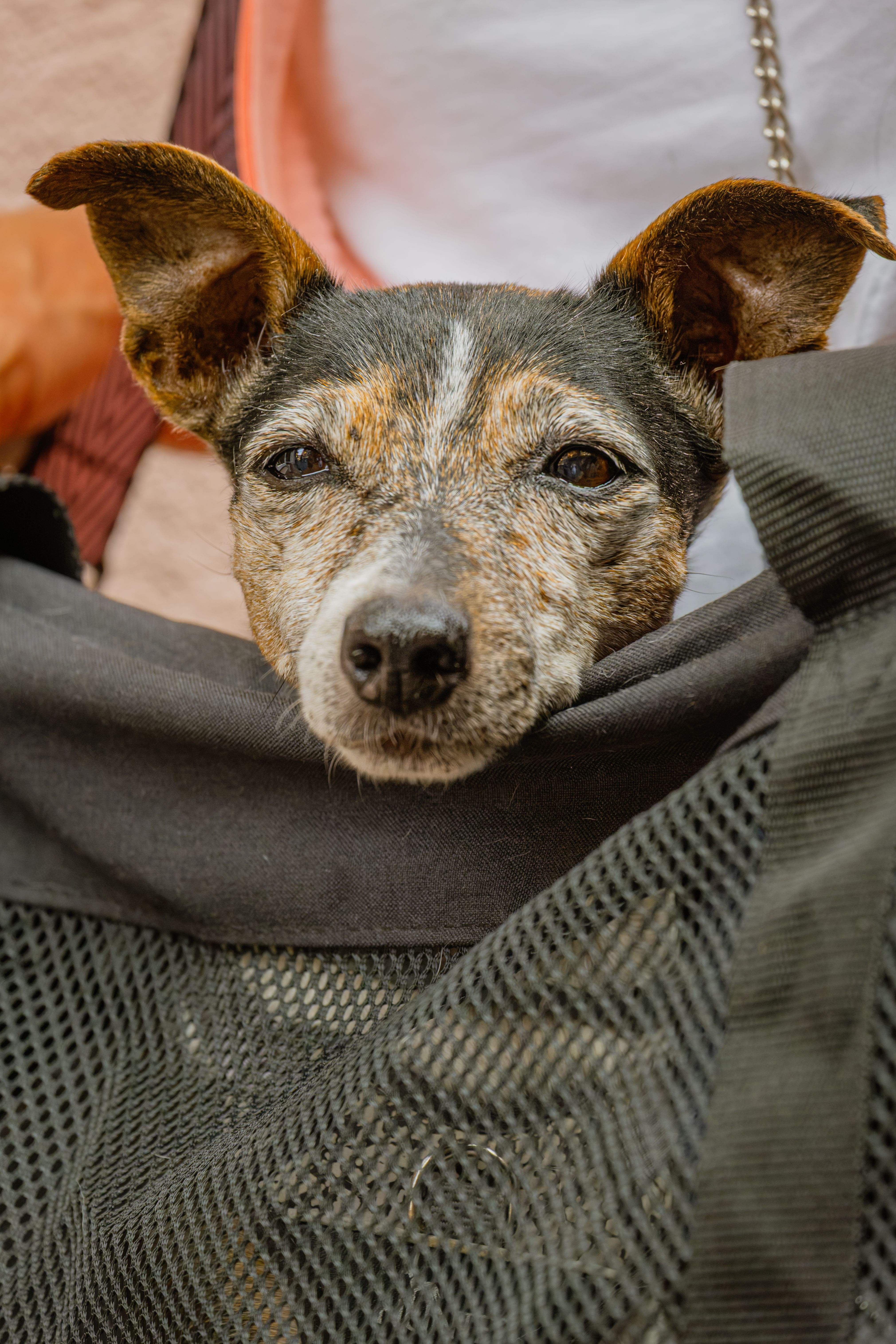 dog in pet carrier airport