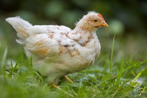 Free A curious young white chicken exploring a lush green grass field, captured outdoors on a farm. Stock Photo