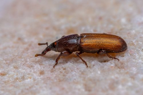 Free Macro shot of a Curculionidae beetle on a textured surface in Valencia, Spain. Stock Photo