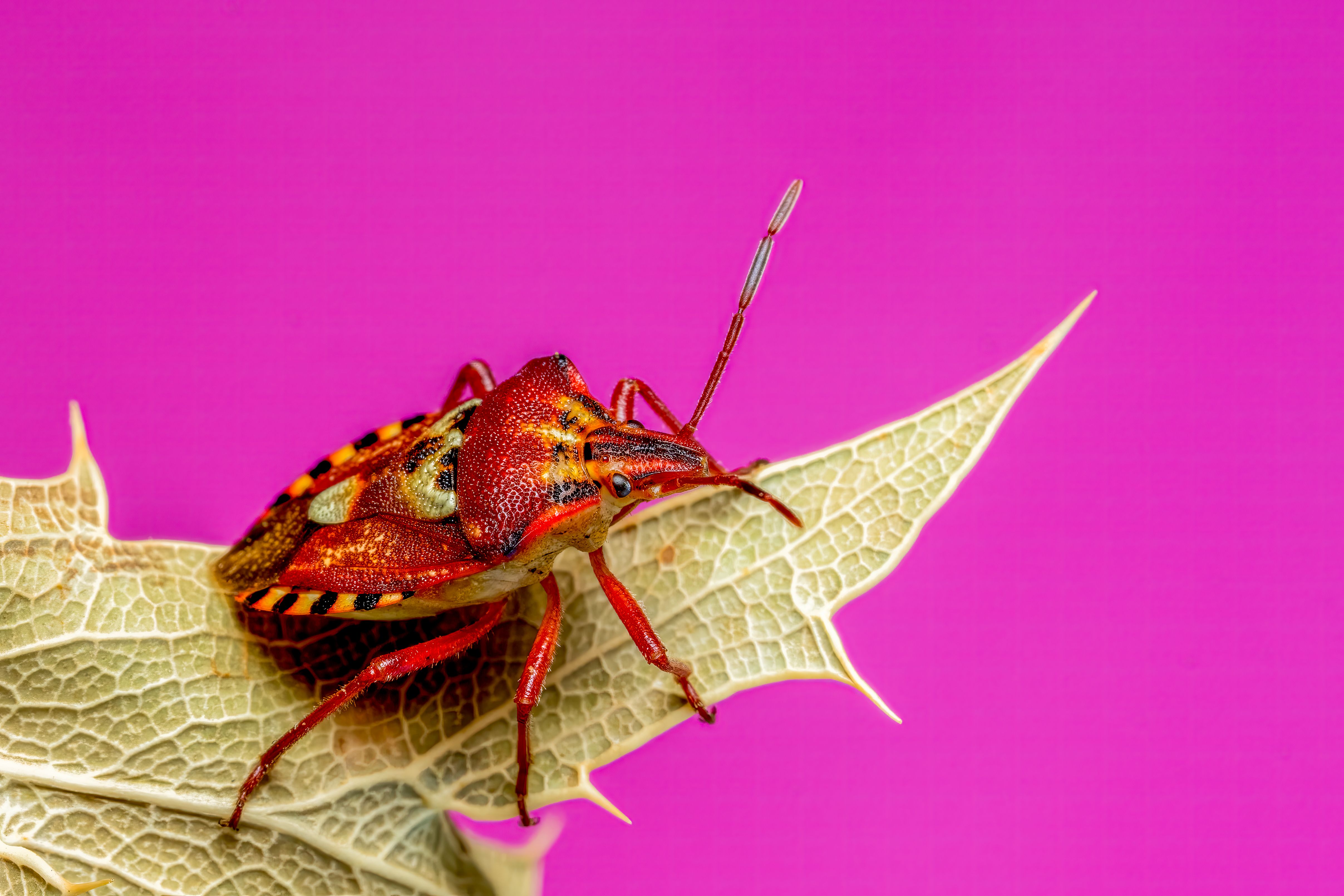 Close-up of a vibrantly colored true bug on a leaf against a vivid background.