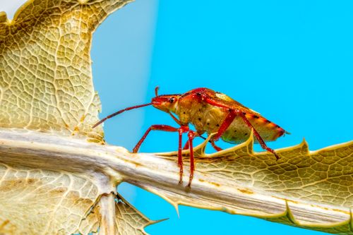 Free Close-up of a colorful shield bug on a dried leaf against a blue backdrop. Stock Photo