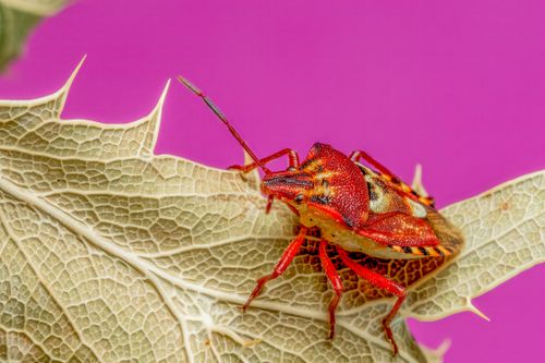 Free Close-up of a vibrant stink bug (Pentatomidae) on a textured leaf against a purple background. Stock Photo