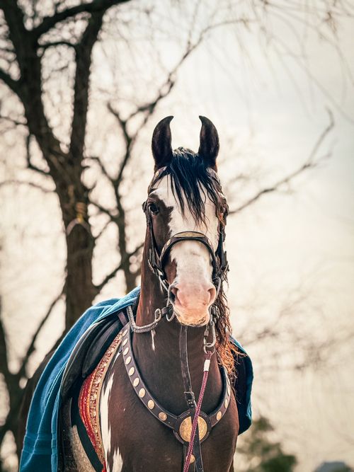 Free Beautiful horse adorned in riding gear with early spring trees in the background. Stock Photo