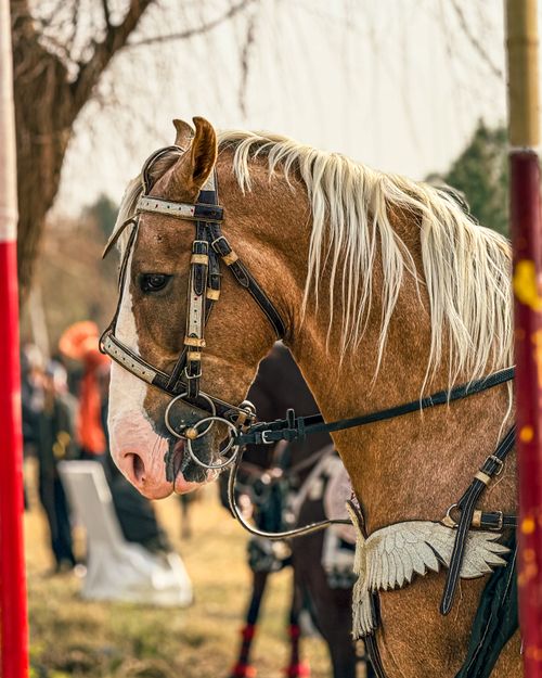 Free Beautiful golden horse with bridle at outdoor event, showcasing its elegance and strength. Stock Photo