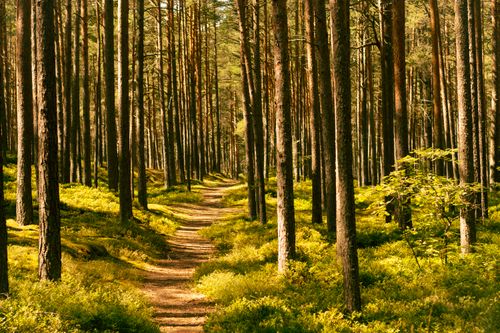 Free Discover a serene forest path surrounded by lush greenery and tall trees. Stock Photo