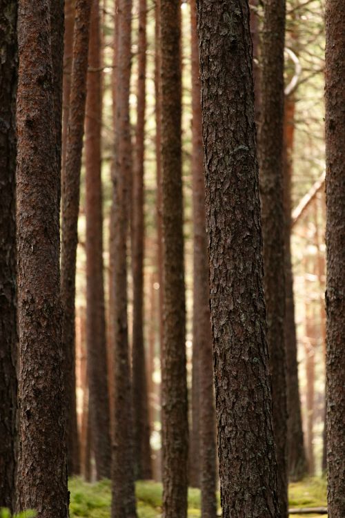 Free Tall pine trees in a serene forest setting, captured during daytime. Stock Photo