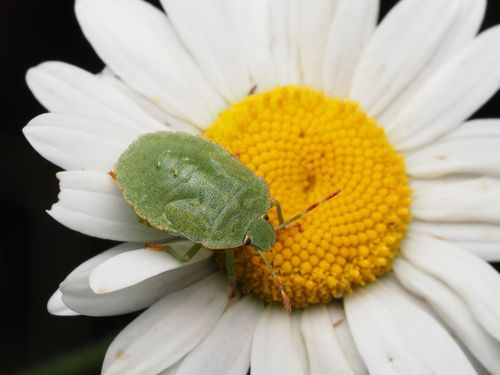 Free Close-up of a green stink bug resting on a vibrant daisy flower, showcasing nature's beauty. Stock Photo