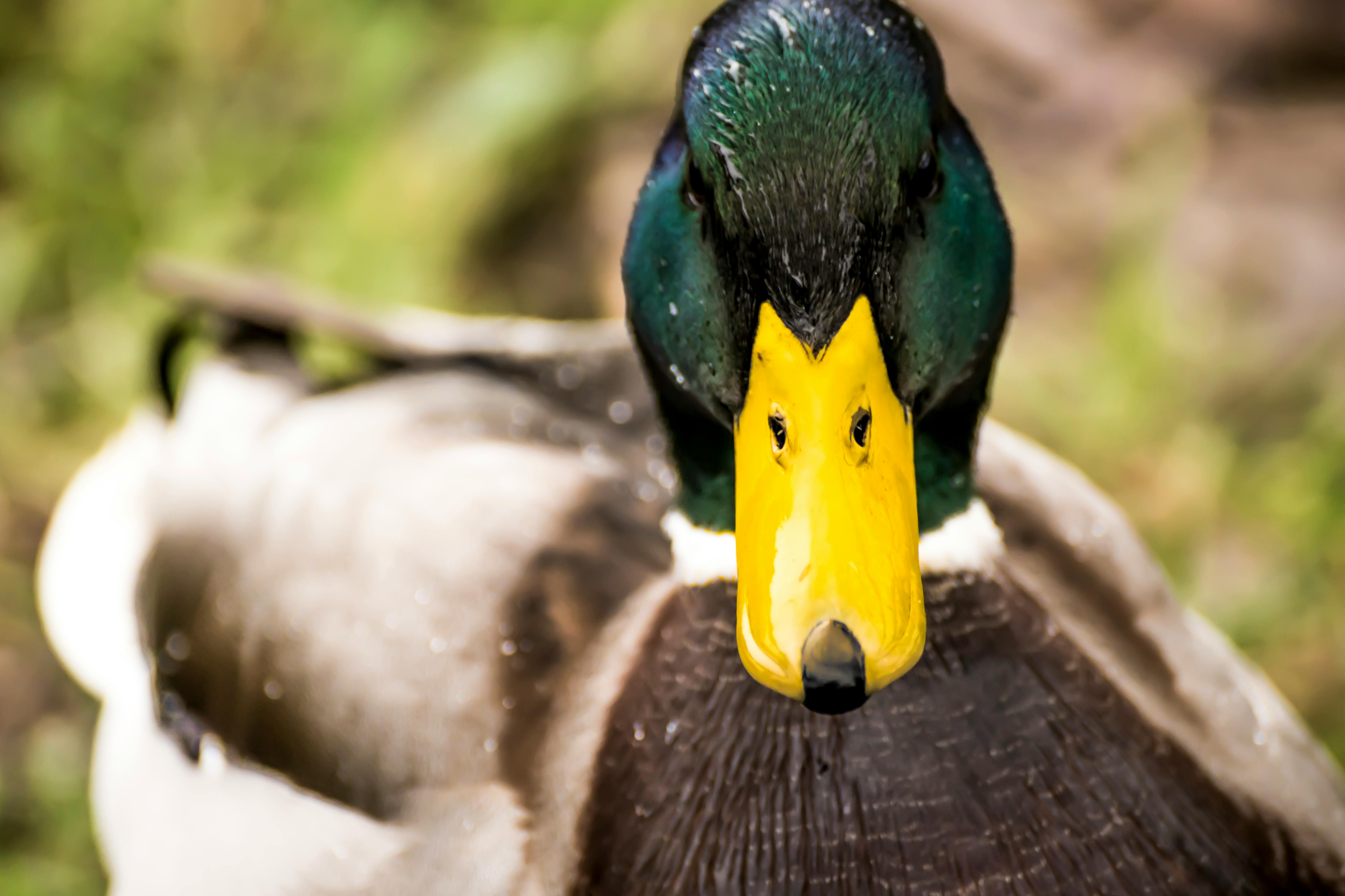 4,000+ Best Duck Photos · 100% Free Download · Pexels Stock Photos