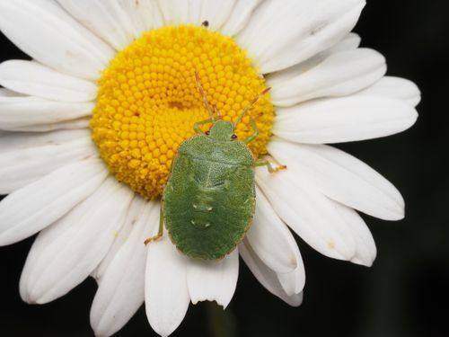 Free Close-up of a Green Shield Bug resting on a white daisy flower, showcasing its detailed texture and vibrant colors. Stock Photo