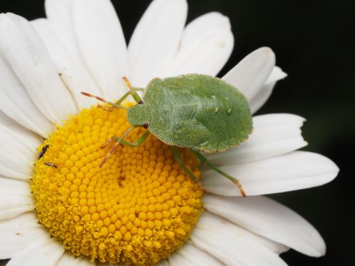 Free Close-up of a green shield bug resting on a white daisy flower with a vivid yellow center. Stock Photo