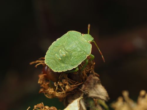 Free Detailed macro shot of a Green Shield Bug (Palomena prasina) resting on a plant. Stock Photo