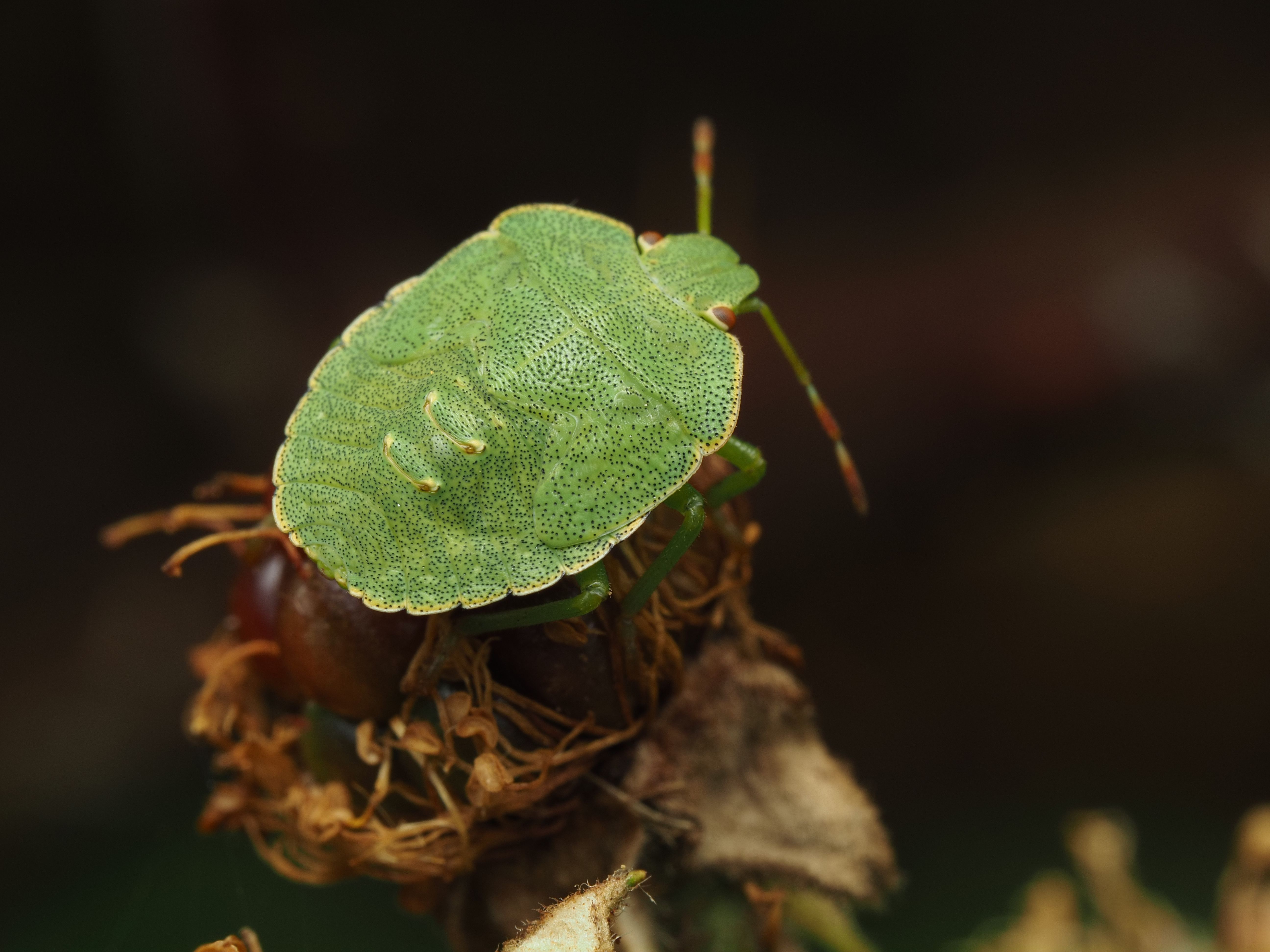 Close-up of a green shield bug perched on a dying flower against a dark background.