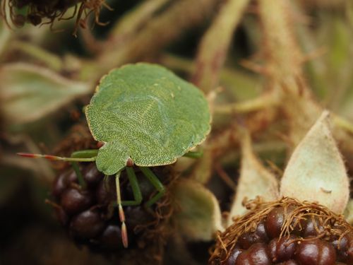 Free Macro photograph of a green shield bug resting on ripe berries with detailed textures. Stock Photo