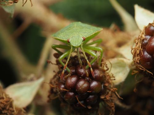 Free Detailed view of a green stink bug (Pentatomidae) perched on a ripe wild berry. Stock Photo
