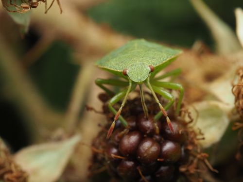 Free Close-up image of a green shield bug on a ripe blackberry, showcasing intricate insect details. Stock Photo