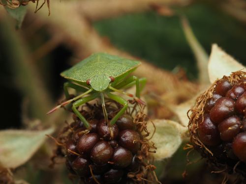 Free Close-up of a green shield bug perched on a ripe blackberry, showcasing intricate details of the insect and fruit. Stock Photo