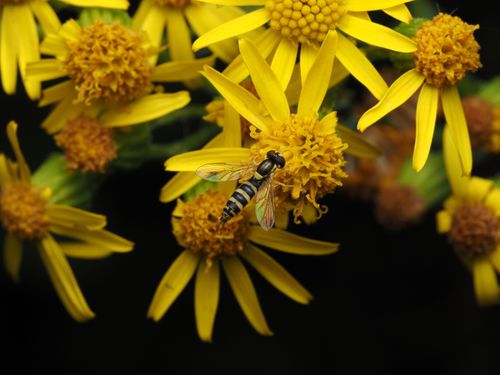 Free A detailed macro shot of a hoverfly resting on vivid yellow flowers showcasing nature's beauty. Stock Photo