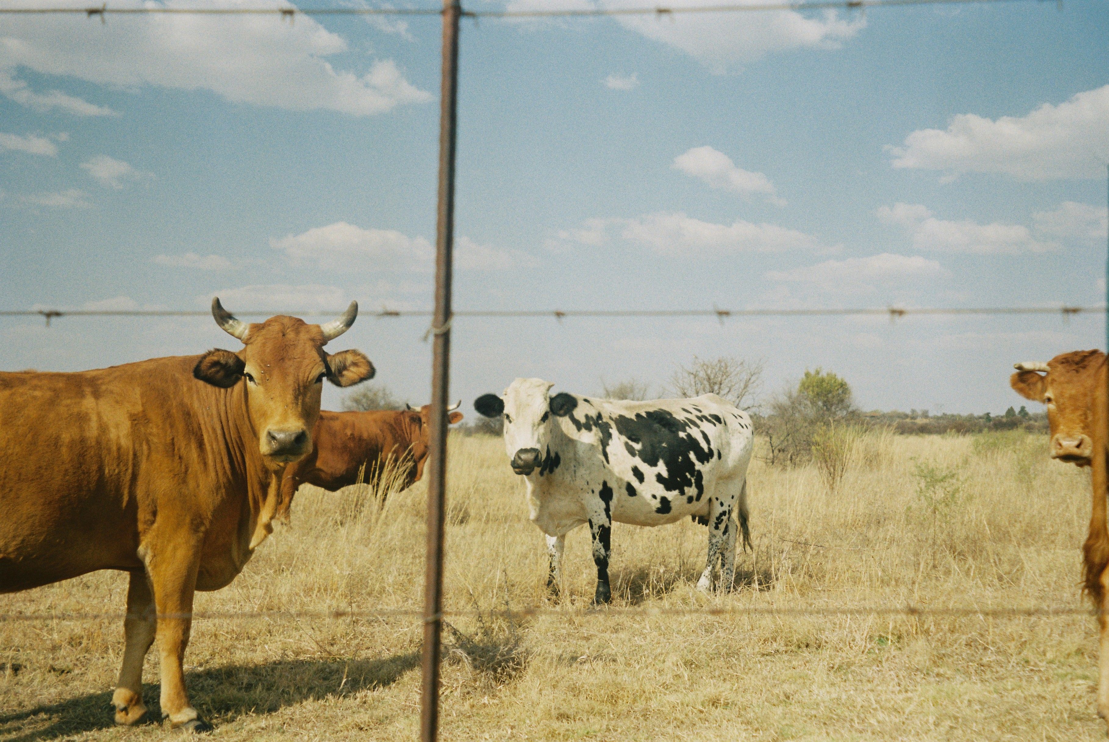 Cows grazing in a dry field behind a barbed wire fence in Potchefstroom, South Africa.
