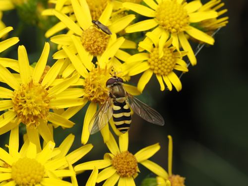 Free Macro shot of a hoverfly pollinating yellow daisy-like flowers, highlighting the beauty of nature. Stock Photo