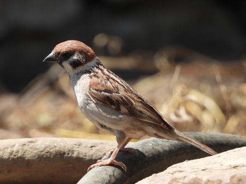 Free Detailed photo of a house sparrow perched outdoors, showcasing its plumage. Stock Photo