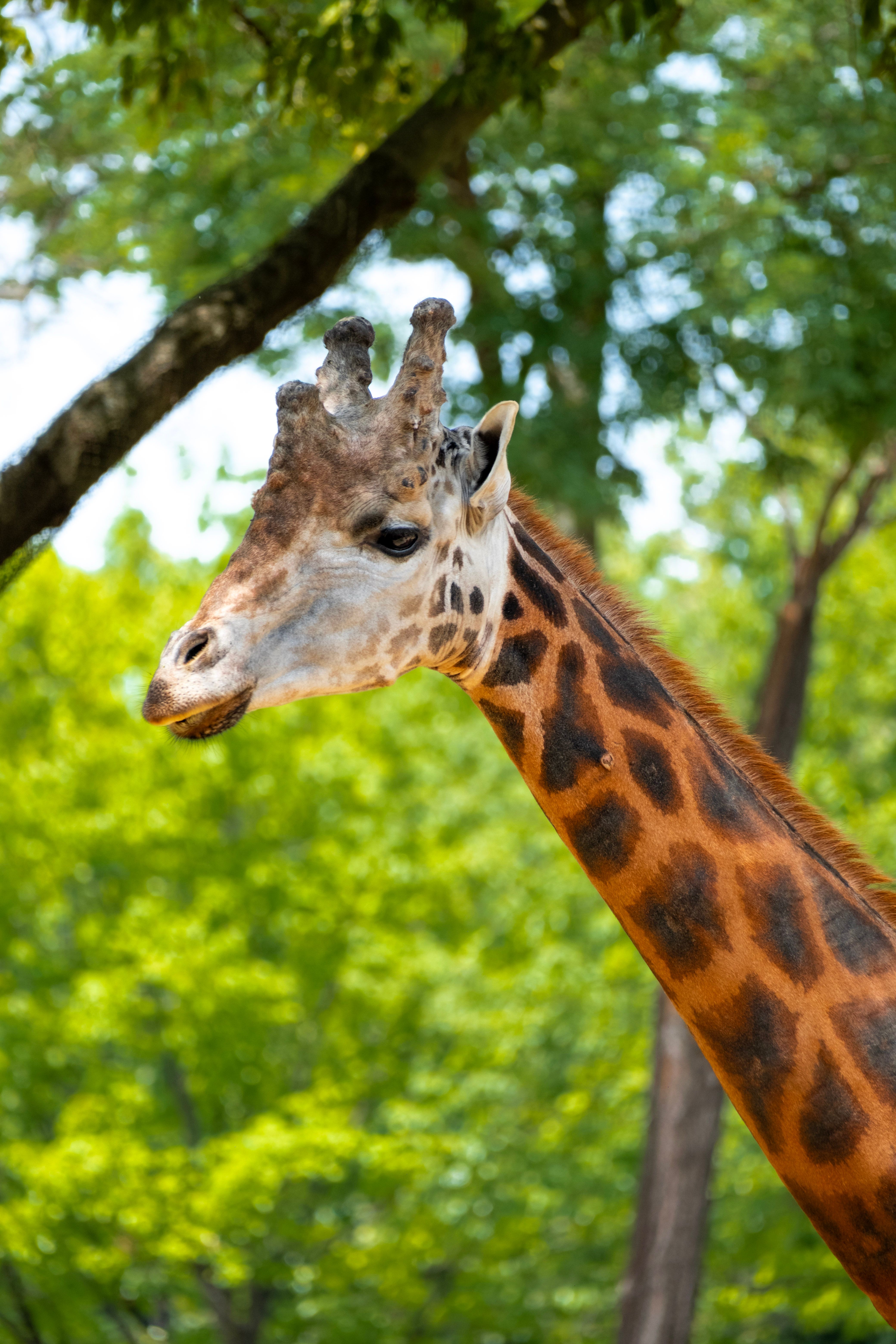 Close-up of a giraffe in Bursa Zoo with lush green foliage in the backdrop.