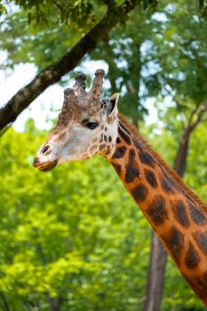 Close-up of a giraffe in Bursa Zoo with lush green foliage in the backdrop.