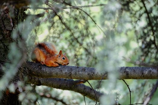 A red squirrel rests on a tree branch in the lush forests of Bursa, Türkiye.