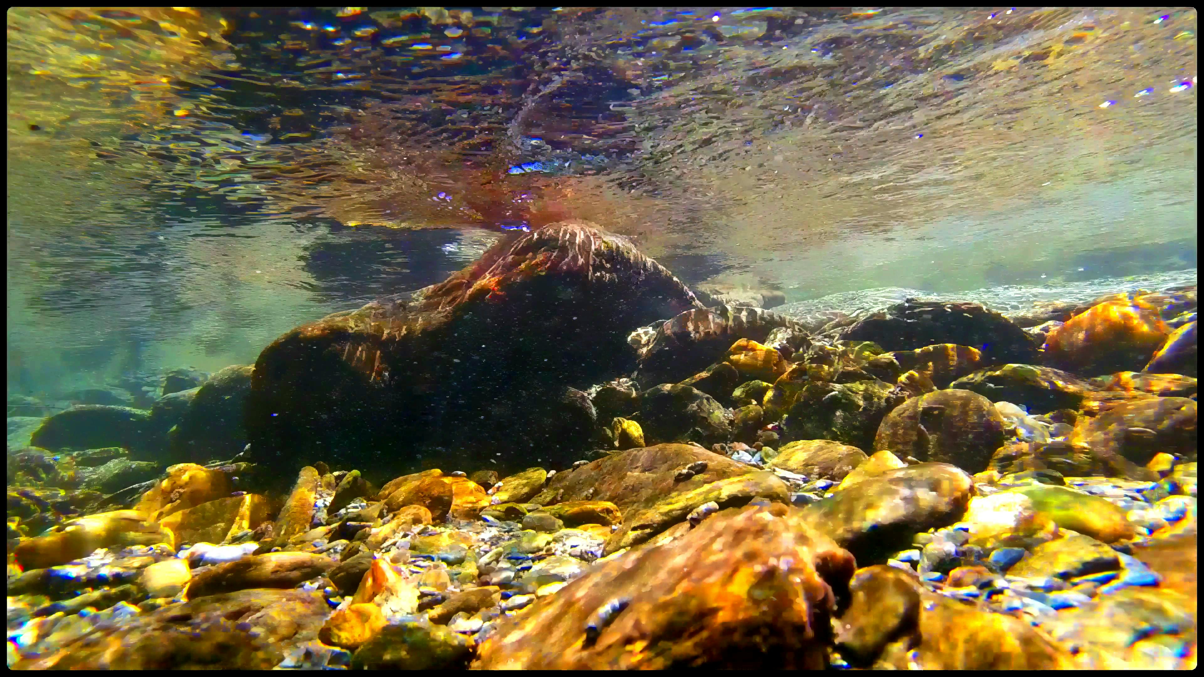 Free stock photo of nature, river, underwater