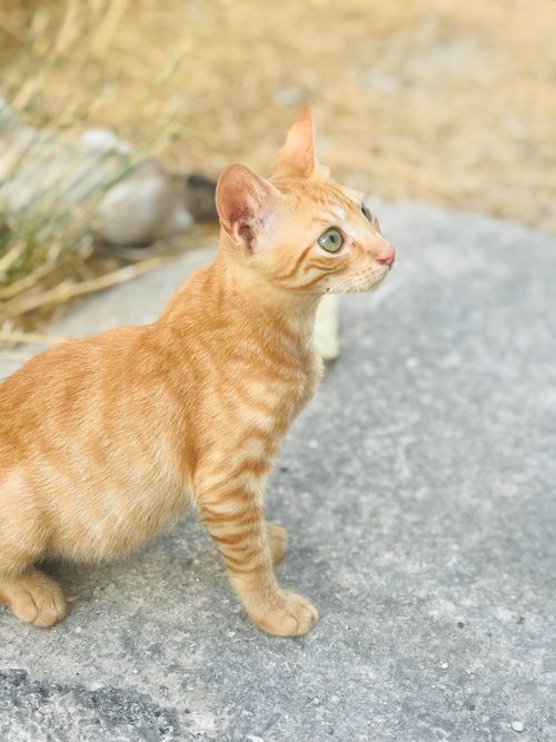 Free Adorable orange tabby cat standing outdoors on paved surface in warm sunlight. Stock Photo