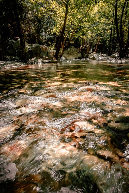 Free Tranquil stream flowing through a sunlit forest, showcasing nature's calmness and beauty. Stock Photo
