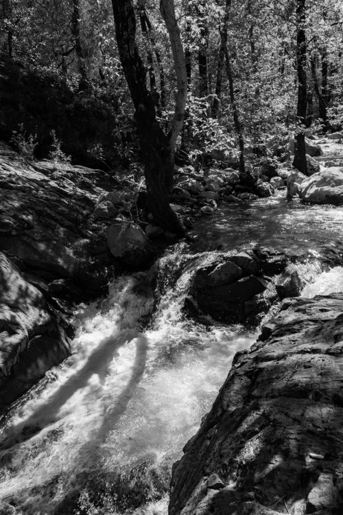 Free Black and white photograph of a tranquil forest stream with rocks and trees. Stock Photo