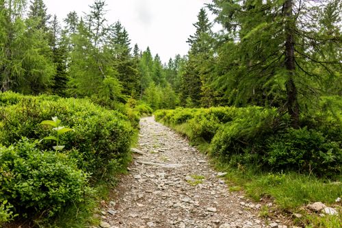 Free Explore a rocky hiking trail winding through a dense, green forest, perfect for outdoor adventures. Stock Photo