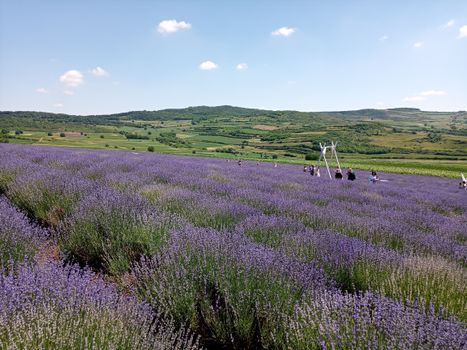 A picturesque view of vast lavender fields in Mădăraș, Romania, under a bright summer sky.