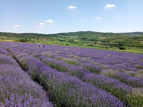 Free Stunning lavender fields in full bloom with rolling hills in Mădăraș, Romania. Stock Photo