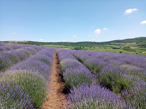 Vast lavender fields in Mădăraș, Romania, showcasing vibrant colors on a sunny summer day.
