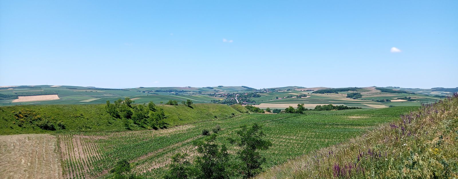 Vibrant rolling hills and farmland captured in Mădăraș, Mureş during summer.