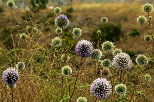 Field of Echinops bannaticus with vibrant blooms, captured in late summer.