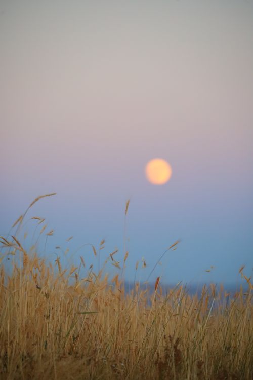 Free Stunning pastel sunset over a wheat field with the moon visible in the sky. Stock Photo