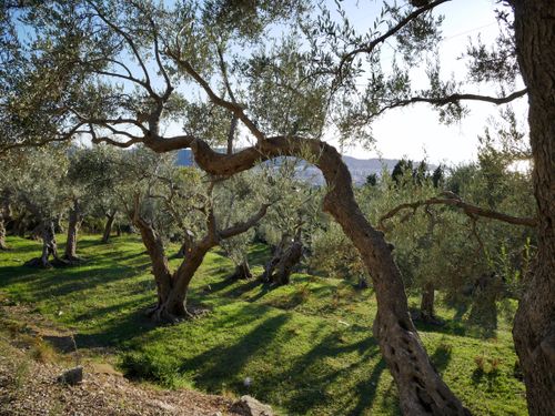 Free A serene landscape of olive trees with sunlight streaming through in a picturesque orchard. Stock Photo