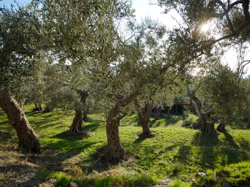 Free Tranquil olive grove with sun-dappled trees under a clear sky Stock Photo