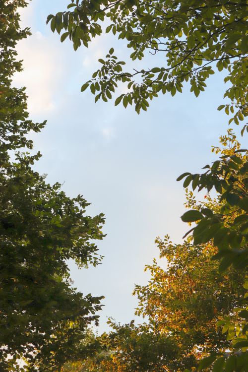 Free Beautiful view of tree foliage framing a clear blue sky, capturing the essence of nature. Stock Photo