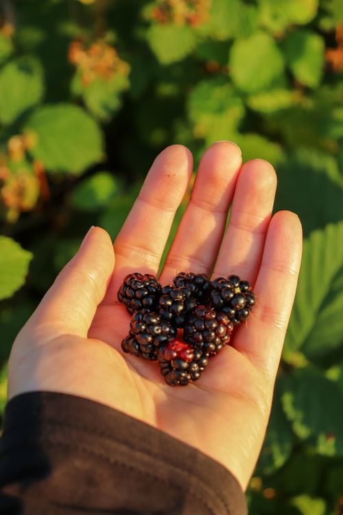 Free A close-up of a hand holding freshly picked blackberries against a leafy background outdoors. Stock Photo