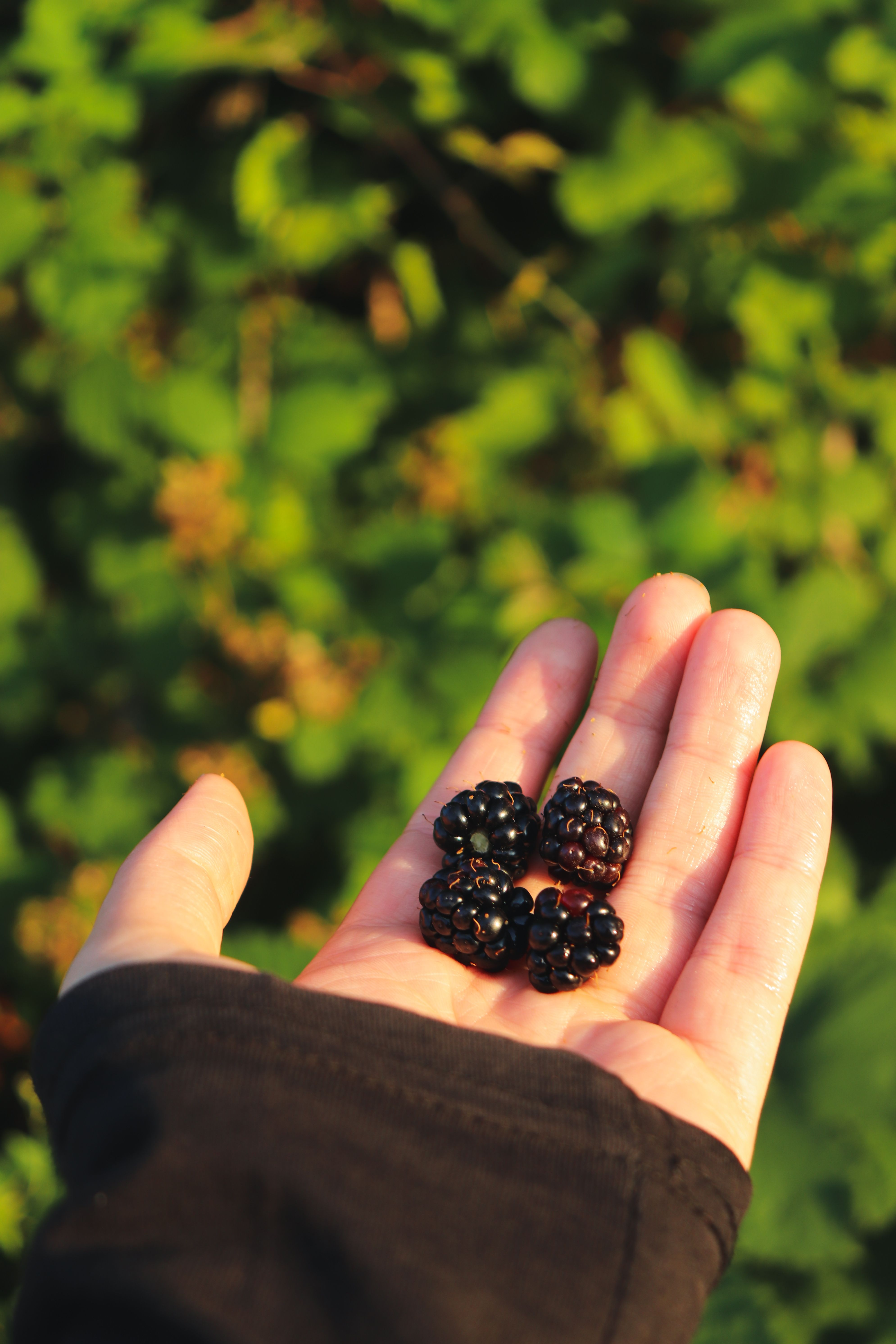 Close-up of a hand holding fresh blackberries in a lush green garden setting.