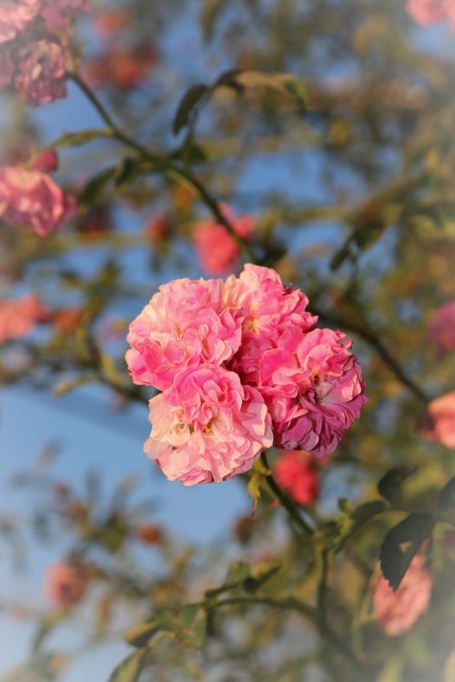 Free Close-up of vibrant pink roses blooming in sunlight, perfect for spring backgrounds. Stock Photo