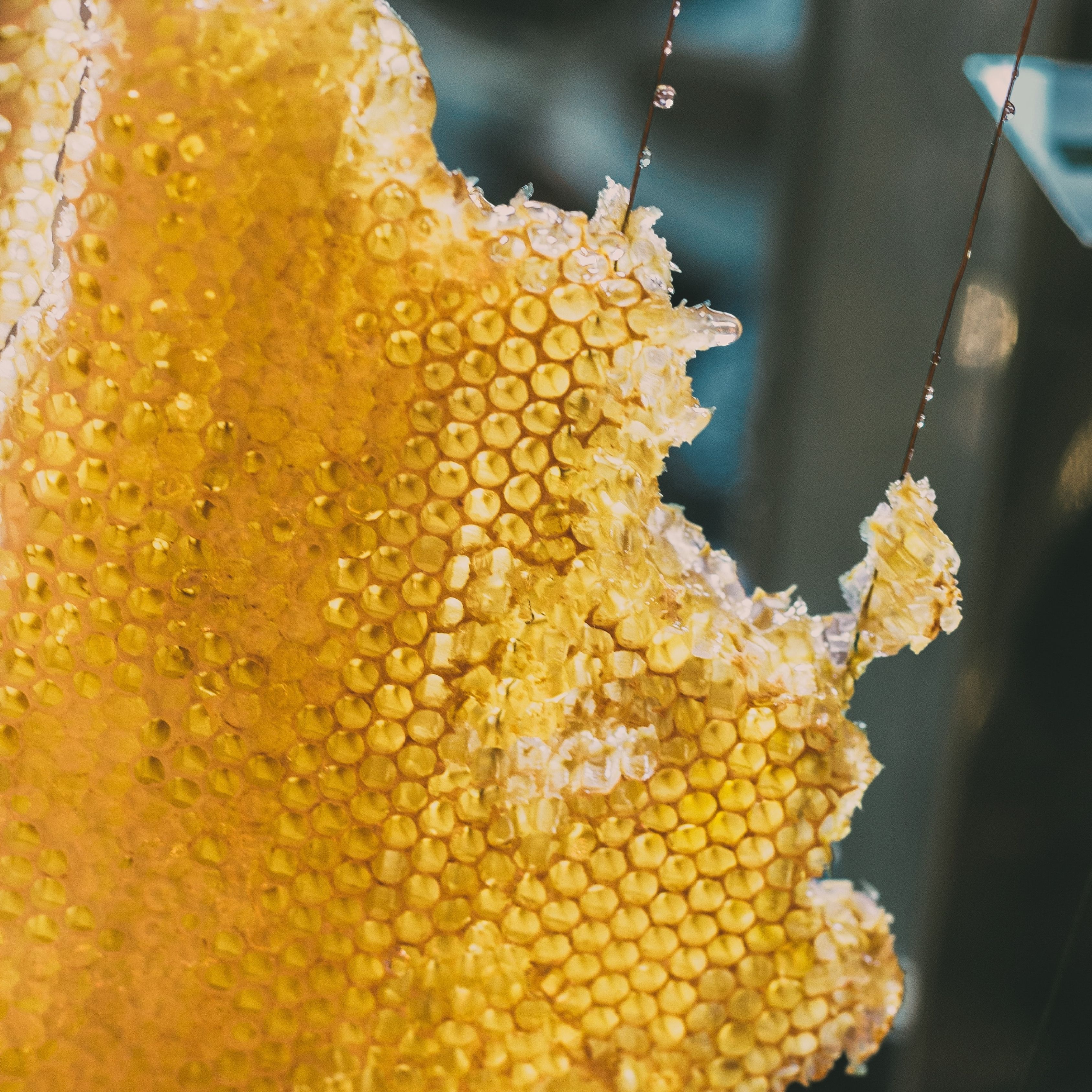 Golden honeycomb close-up, photo by Christian Toon on Pexels