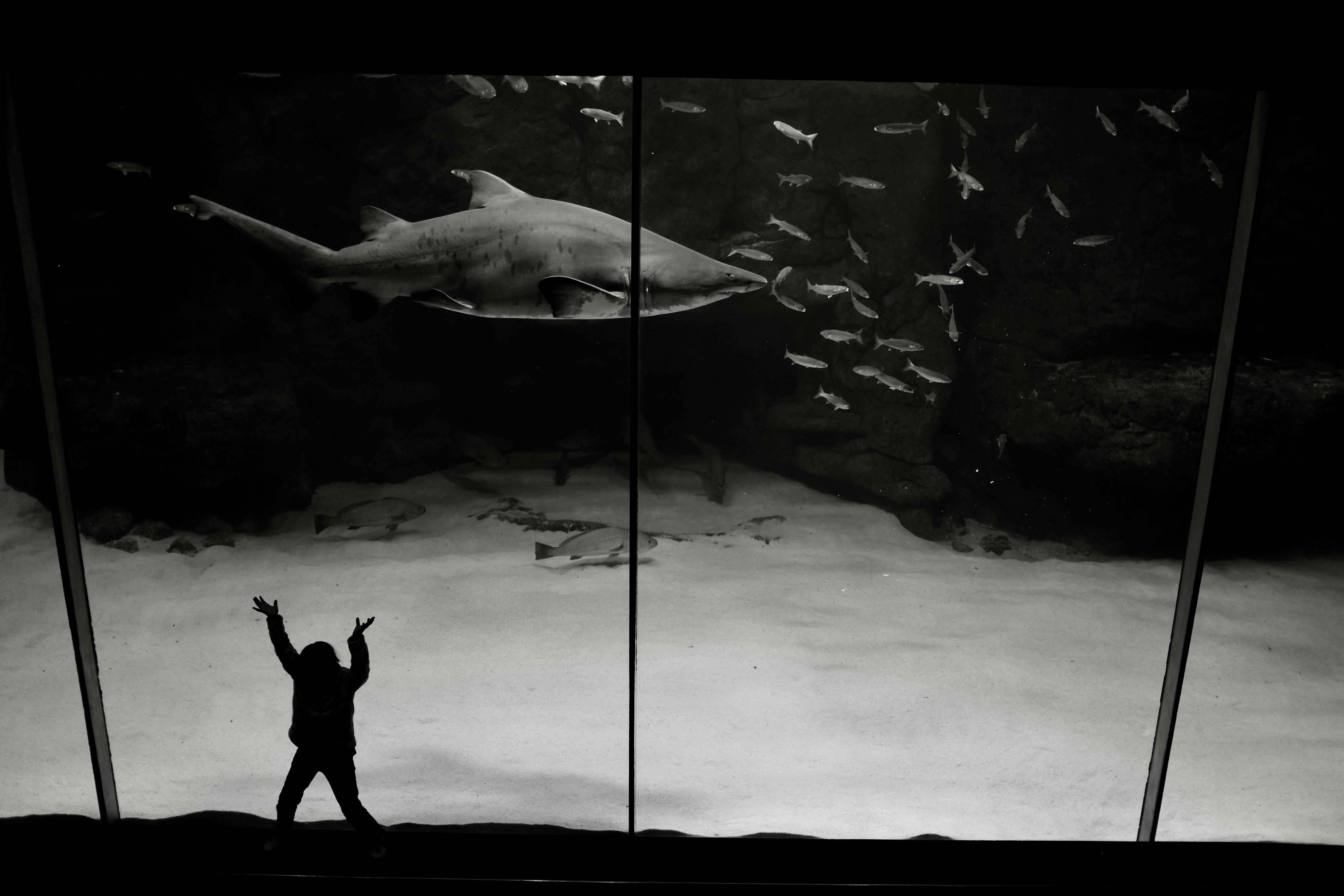 A child silhouette enthusiastically gazing at a shark display in an aquarium, South Africa.