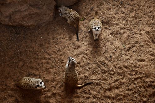 Free Four meerkats standing on sandy ground, viewed from above in a South African desert setting. Stock Photo