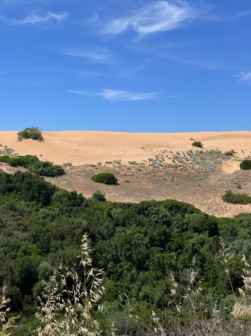 Free Explore the stunning contrast of golden sand dunes and lush greenery under a clear blue sky in Sardinia. Stock Photo