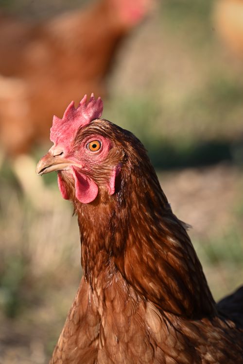 Free Detailed close-up portrait of a brown chicken in a natural outdoor setting. Stock Photo
