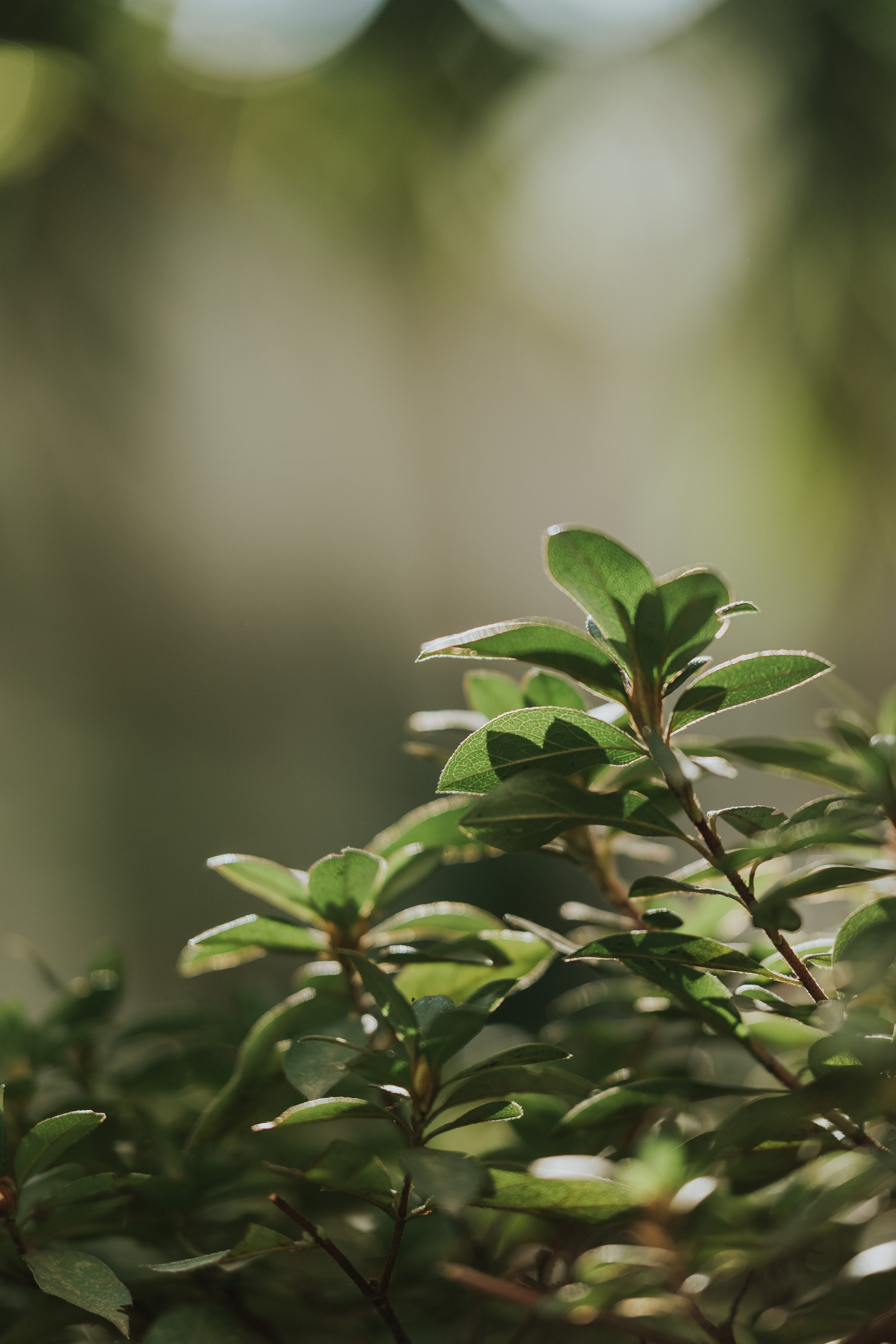 Close-up of sunlit green leaves with a soft, blurred natural background